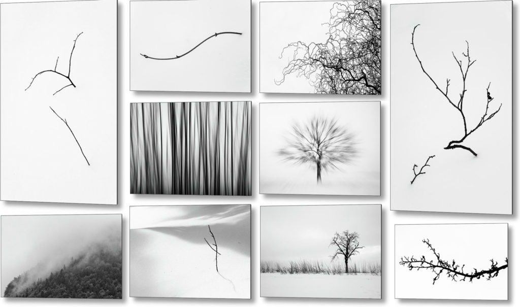 Fine art photography prints - Trees